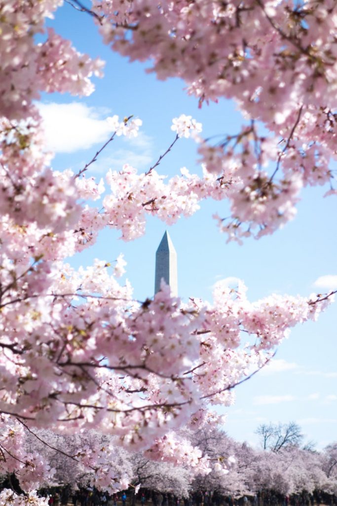 cherry blossom washington