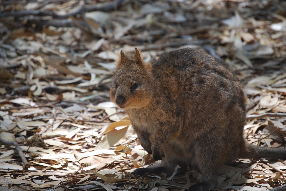 quokka