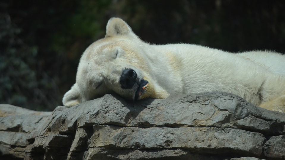 san diego zoo