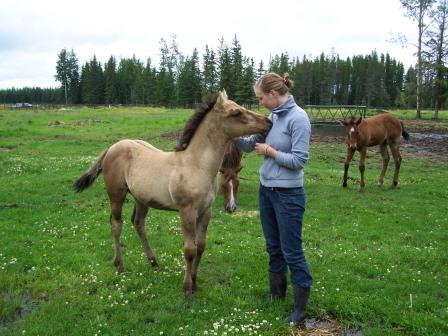 pferde farmstay kanada