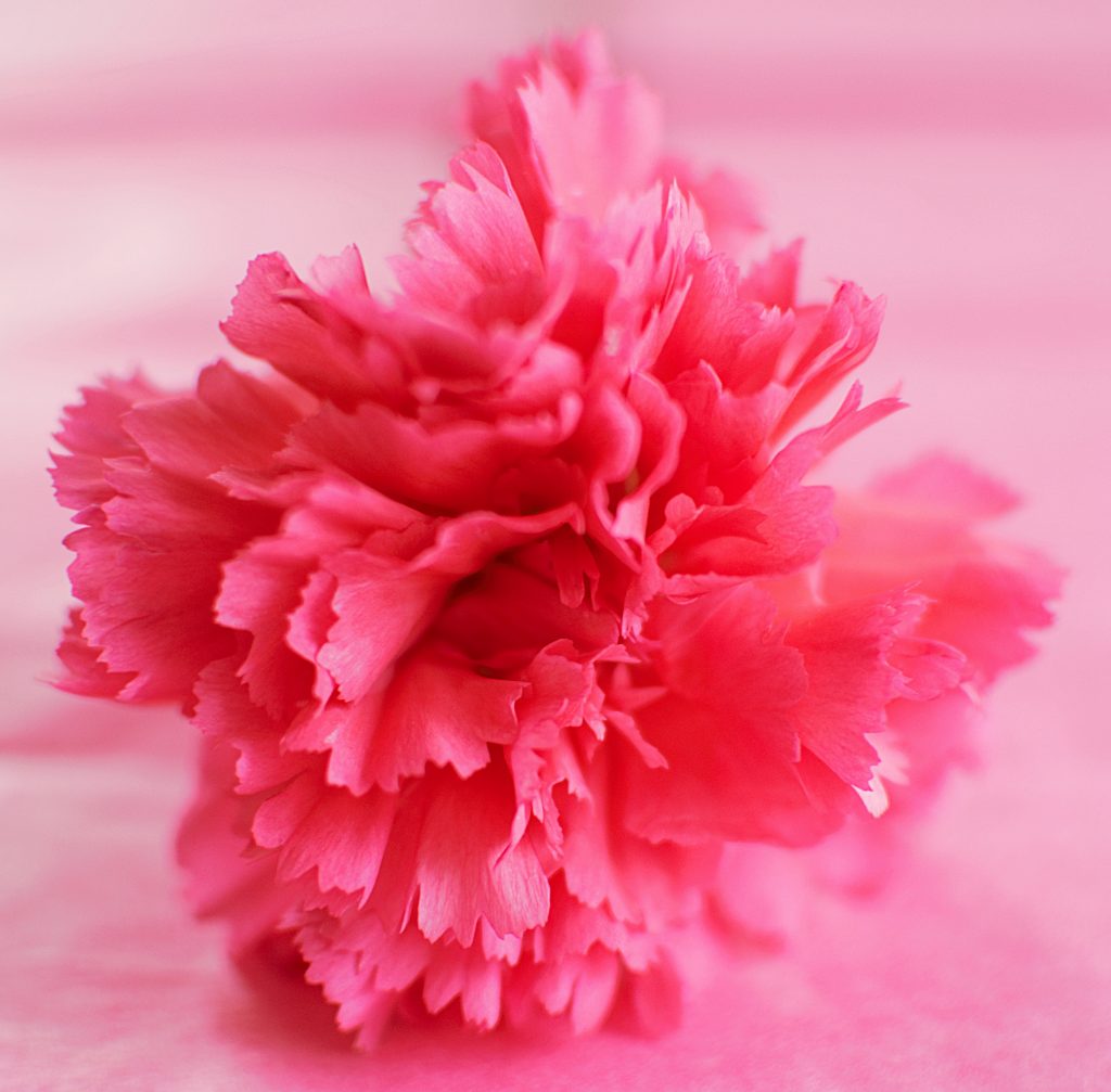 carnations mothers day