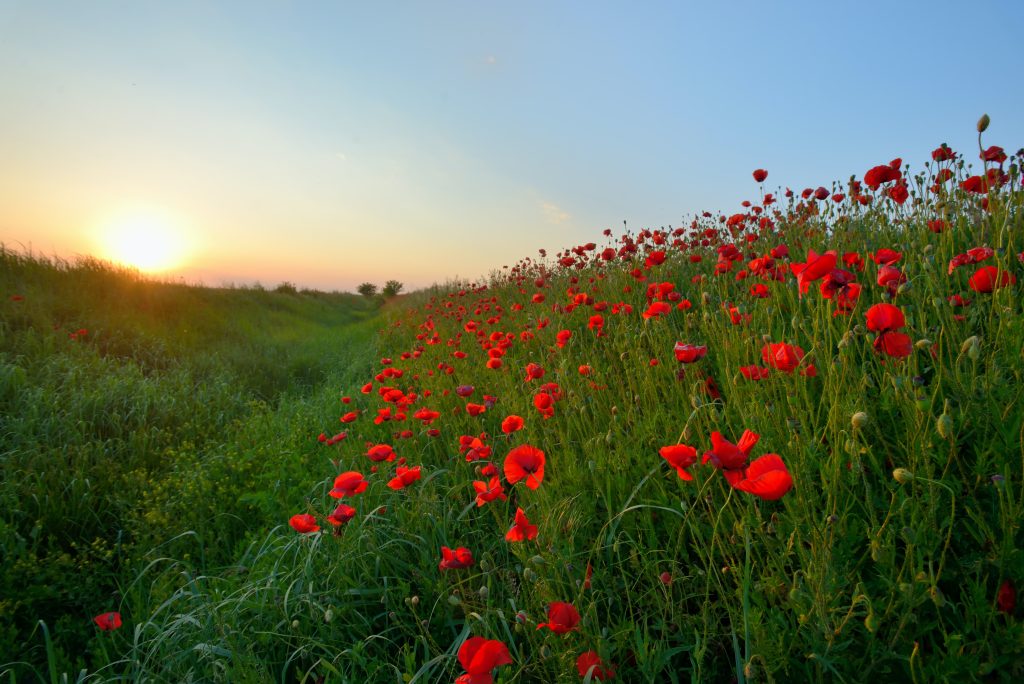 klatschmohn feld 