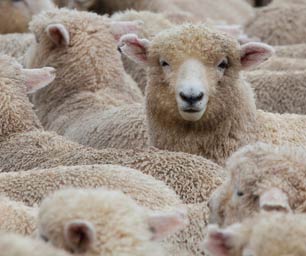 Farmstay Neuseeland, Schaf, Herde, Menge