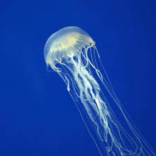 Australien gefährlichstes Tier, Box Jellyfish