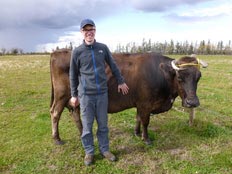 Erfahrungsbericht, Farmstay, Kanada, Felix, Kuh