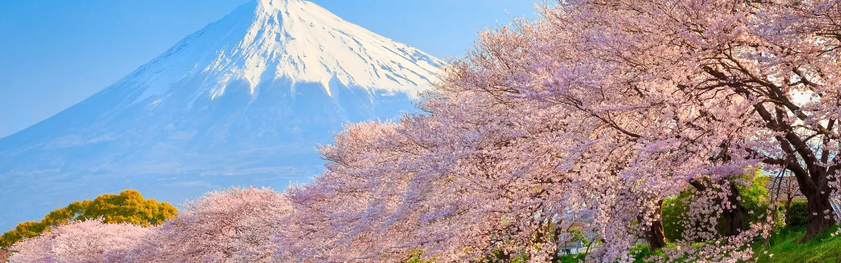 Mount Fuji im Hintergrund und Kirschblüten