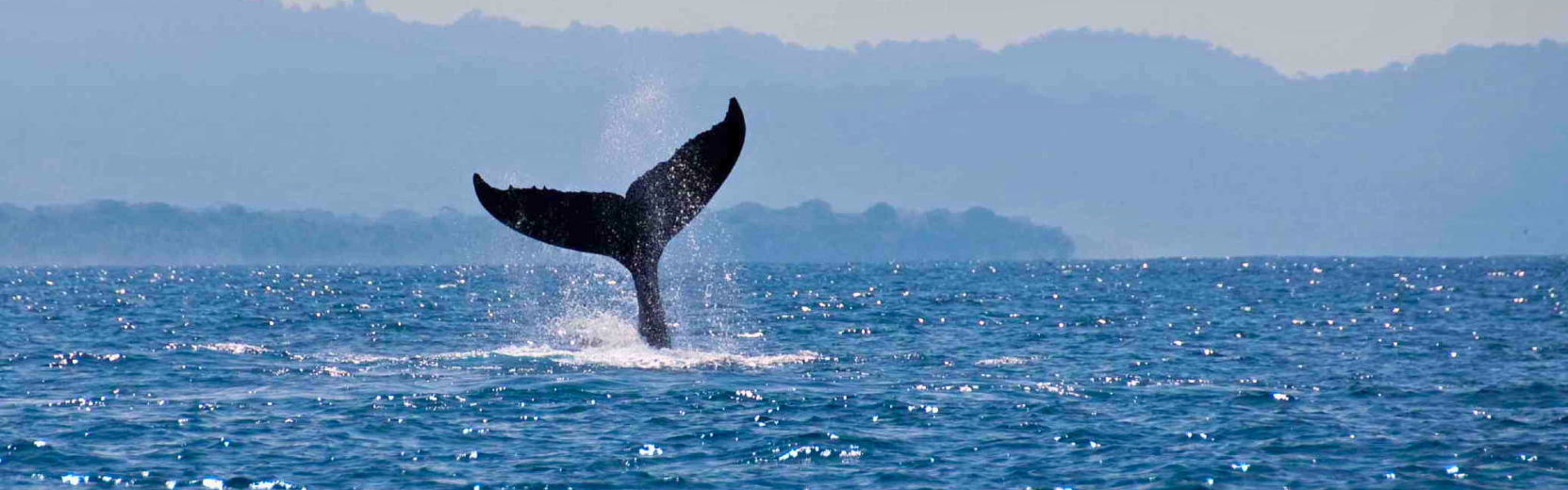 Walflosse ragt aus dem Wasser in Costa Rica
