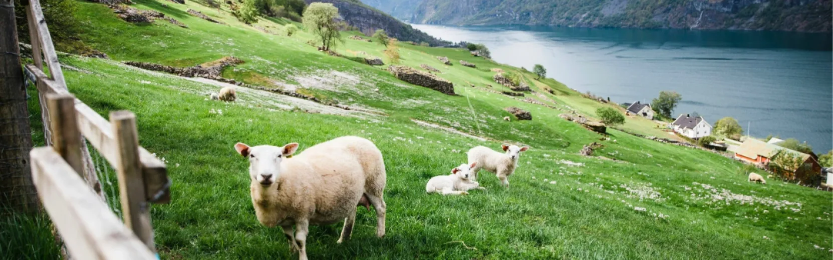 Schaf mit Lämmern auf einer Wiese Schaf mit Lämmern auf einer Wiese
