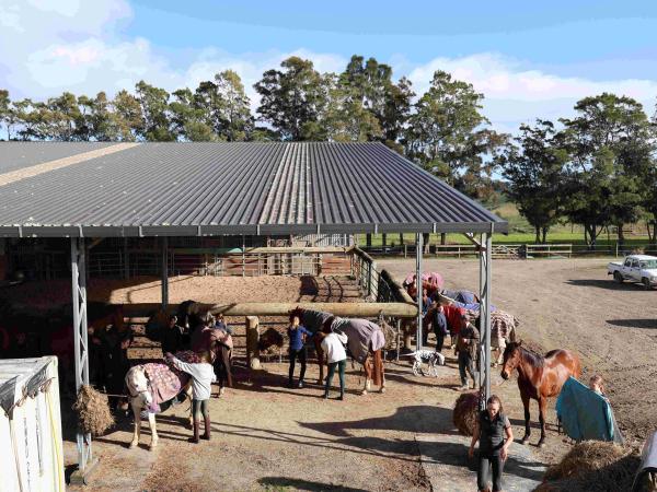 Kerikeri High School Pferde