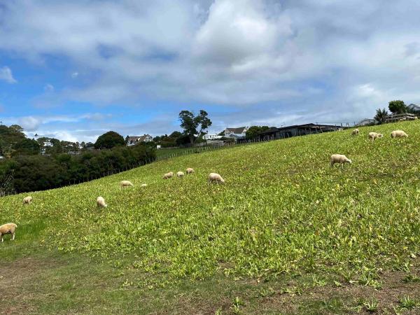 Mount Albert Grammar School Gebäude