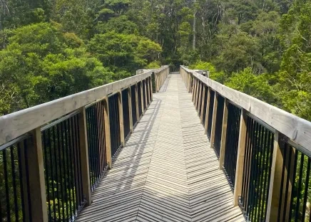 Steg führt in den Wald