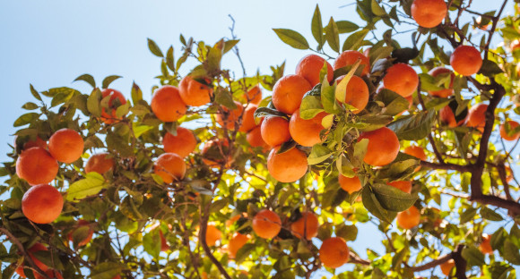 Spanischer Orangenbaum