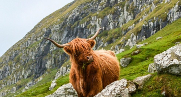Bison auf der Weide